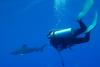 Isabelle adore les longimanus par Tibod